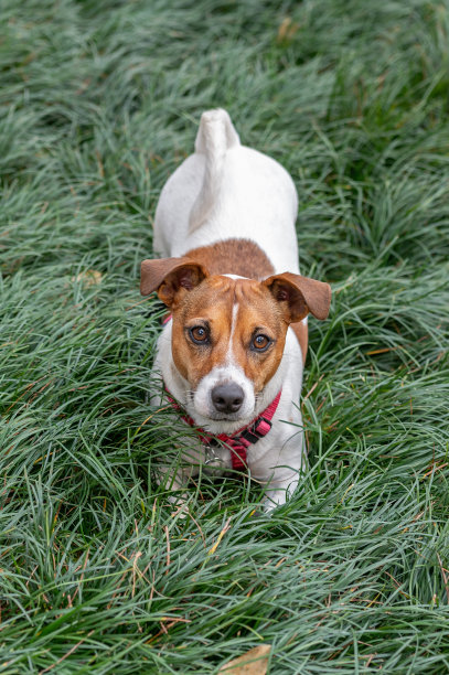 杰克拉塞尔的狗图片下载