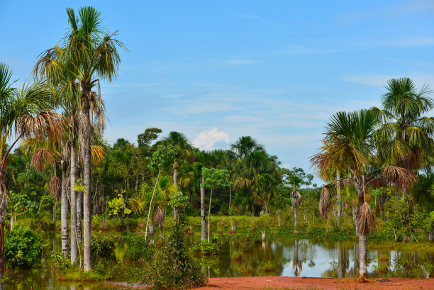 朗多尼亚南部郁郁葱葱的亚马逊湿地图片下载