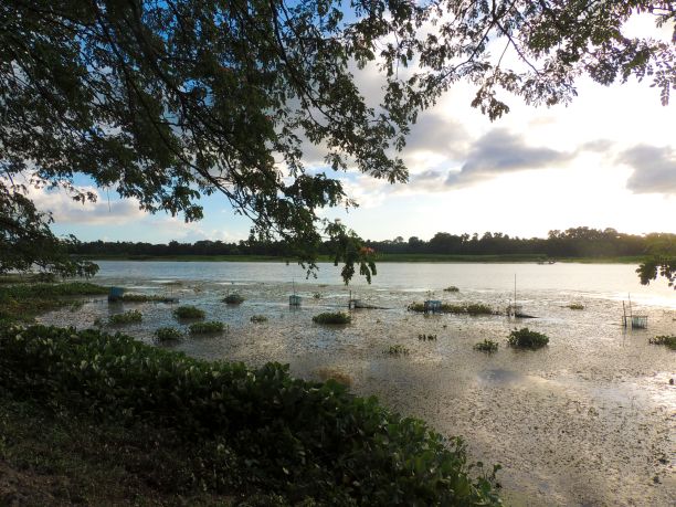 日出时被树木和植物包围的湿地的美丽照片图片下载