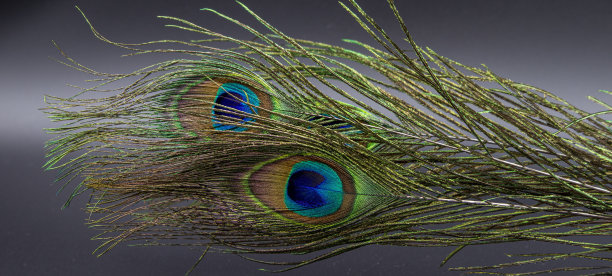 灰色背景下的天然孔雀羽毛特写图片下载