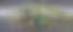 灰色背景下的天然孔雀羽毛特写图片下载
