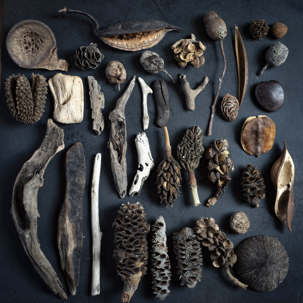 黑色的表面，有许多古老的植物，木头和种子排列在上面图片下载