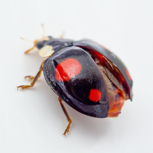 特写镜头的黑色瓢虫与红点在白底图片下载