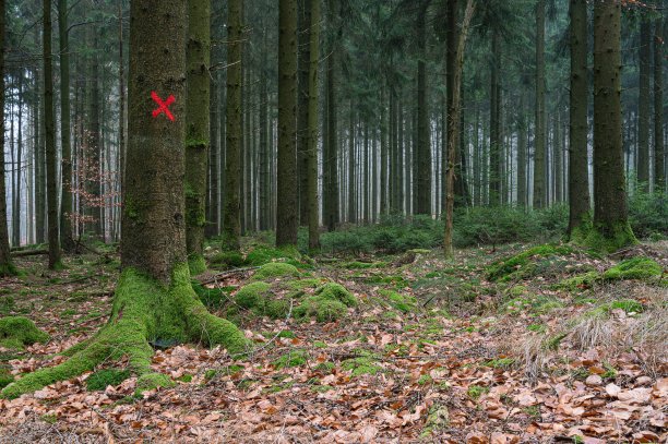 红色目标在森林里的一棵树上图片下载