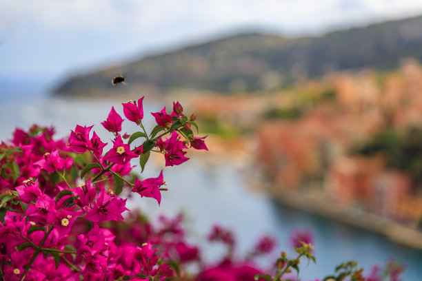 位于法国南部的中世纪小镇维尔弗朗茨，盛开着三角梅花图片下载