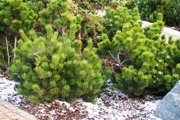 公园里，小枞树覆盖着初雪。图片下载