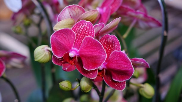 蝴蝶兰，蝴蝶兰，月兰，飞蛾兰。图片下载