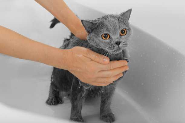 猫洗澡图片下载