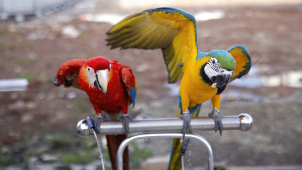 两种不同种类的猕猴图片下载