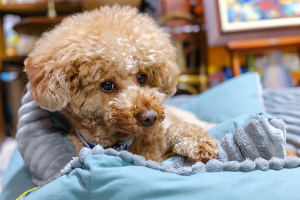 宠物床上的一只玩具狮子狗。图片下载