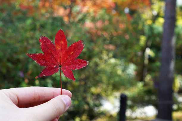 近手捧红彤彤的枫叶图片下载