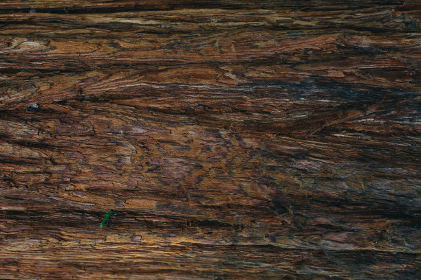 树皮的背景。图片下载