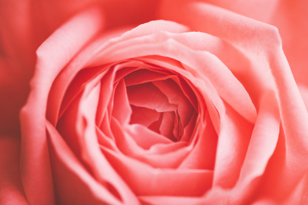 天然植物的背景。图片下载