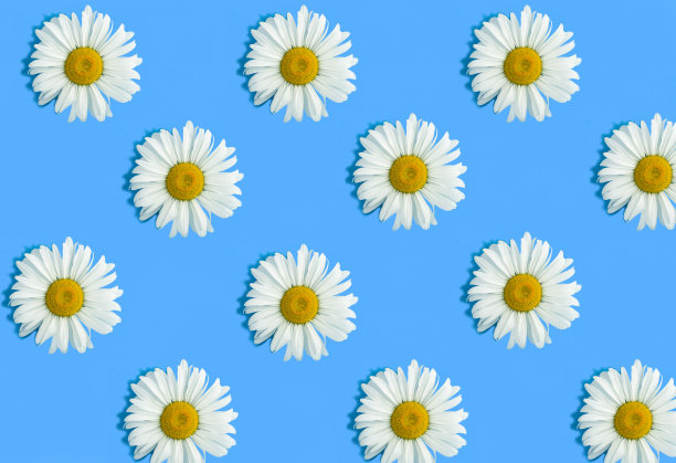 蓝色背景上的白色洋甘菊俯视图。模式。平的。图片下载