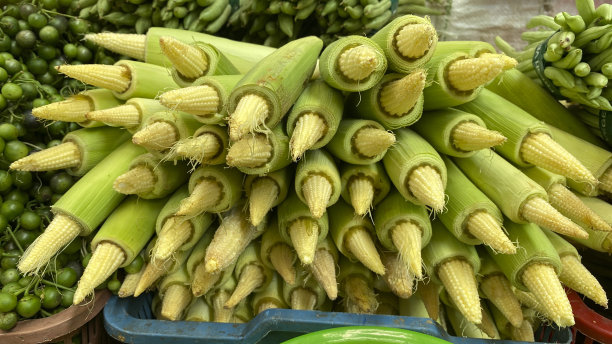 小玉米图片下载