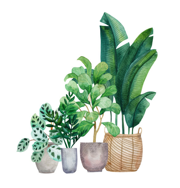 水彩槟榔棕榈在锅图片下载