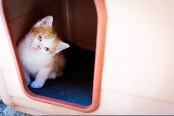 水平的照片。红白相间的无家可归的小猫咪，蓝眼睛，从户外的狗窝向外张望。可爱的宠物在户外。漂泊的童年概念。好奇的目光图片下载