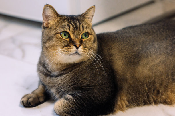 躺着的猫的肖像与绿色的眼睛特写。有选择性的重点图片下载