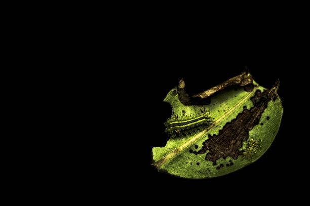 毛毛虫正在吃黑色背景下凹陷的绿叶。图片下载