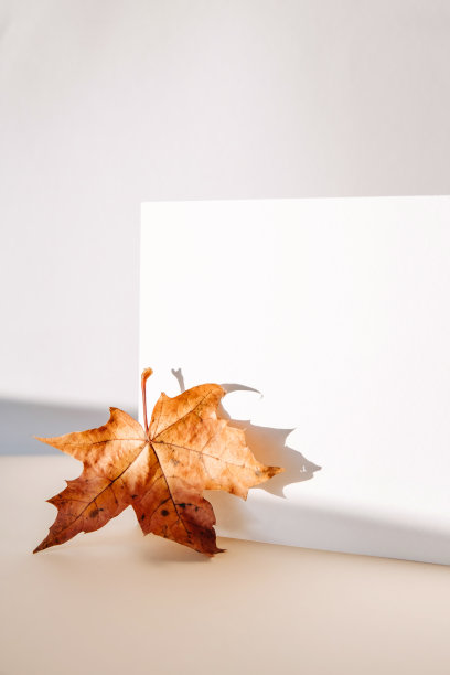 邀请卡的模型与秋季枫叶在米色粉彩背景与阴影。模板空白的白纸模拟品牌和广告。俯视图，平铺，复制空间。图片下载
