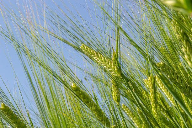 初夏的小麦在微风中吹拂。传统的绿色小麦作物独特的自然照片。年轻的小麦植株生长在土壤中图片下载