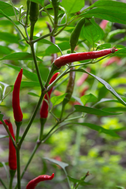 辣椒和有机蔬菜农业菜园图片下载