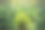 幼小的常绿松树圣诞树在瑞士森林苗圃。白天，没有人图片下载