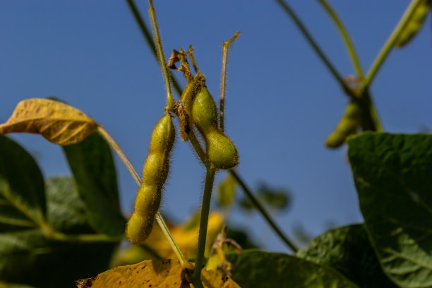 大豆pod宏。收获大豆-农业豆科植物。豆田-干豆荚图片下载