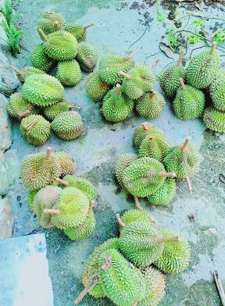 排列整齐的榴莲水果照片图片下载