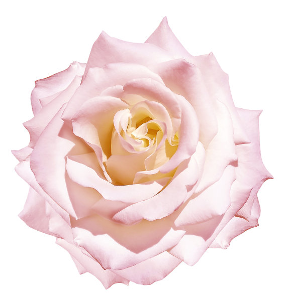 粉色玫瑰花在白色孤立的背景与修剪路径。特写镜头。为设计。大自然。图片下载