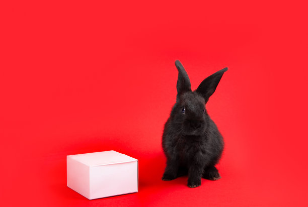 一只黑兔子坐在红色背景的白色纸盒里。根据中国生肖历法，兔是2023年的象征。新年贺卡。农场动物。可爱的宠物的家庭图片下载