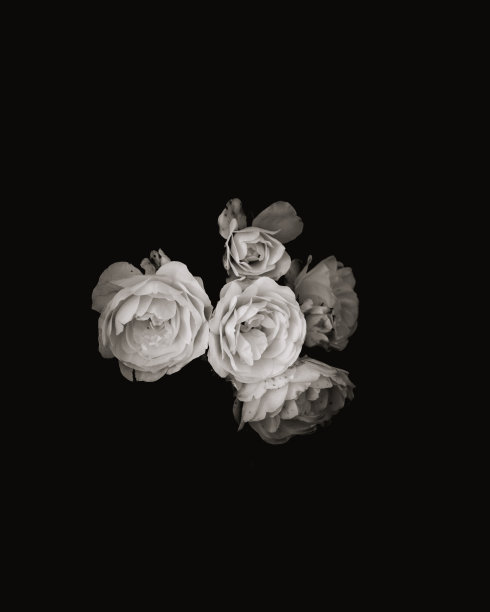 白玫瑰(黑白)图片下载