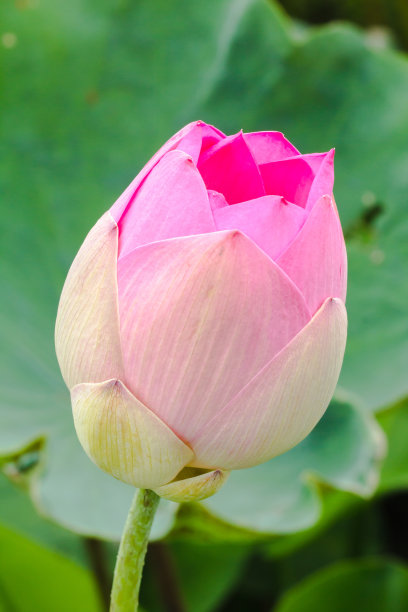 一朵粉红色的大莲花捧着一束显眼的花束图片下载