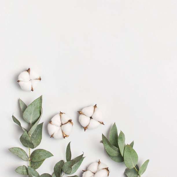 平铺花构图。浅灰色背景上的棉花花和新鲜的桉树树枝。俯视图，复制空间。精致的白色棉花花。花背景，贺卡。广场的格式图片下载