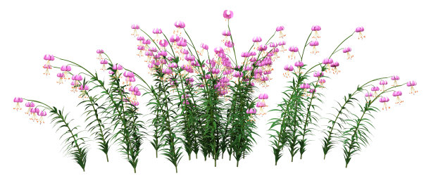 3D渲染马蹄莲在白色图片下载