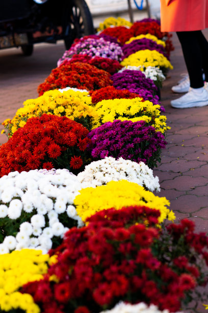 秋天的花。女孩们在花市挑选鲜花。图片下载