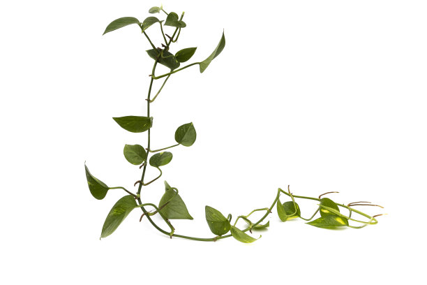 在白色的背景上，分离出了心形叶子的白花。它是一种原产于巴西东南部的植物。图片下载