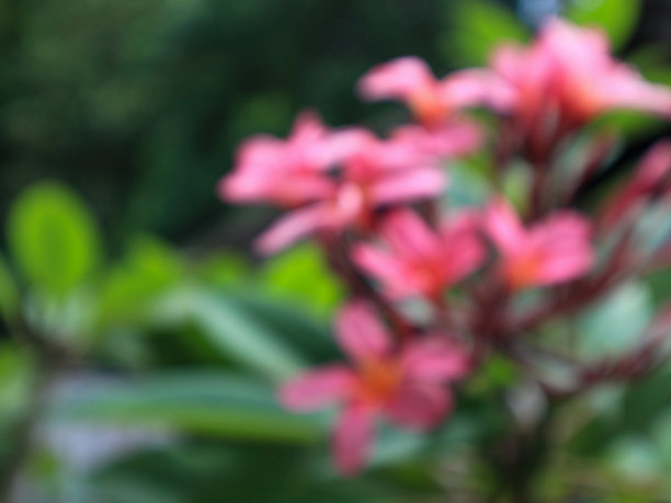 粉色鸡蛋花盛开的无焦点照片图片下载