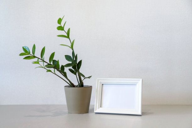 用空的白色木制相框和盆栽的绿色植物来模拟极简主义的家庭内部图片下载