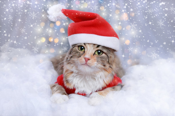 小猫在白云上休息。新年佳节背景。一只戴着圣诞老人帽子的绿眼睛猫躺在白色的背景上。圣诞节的猫。冬天的季节。贺卡。冬天。2023年新年快乐图片下载