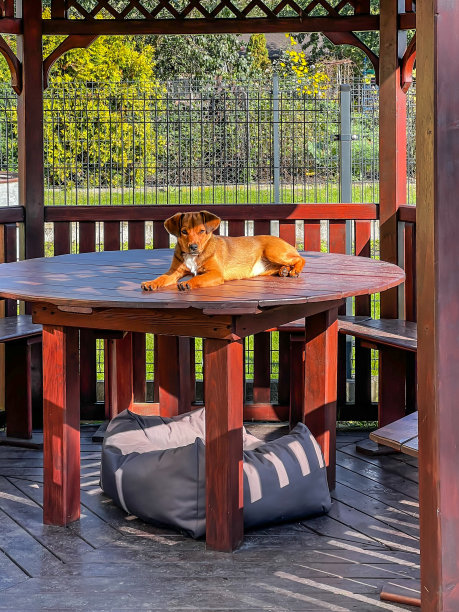 那只棕色的小狗离开了凉亭桌子下的窝，开始在桌子上吃起来。图片下载