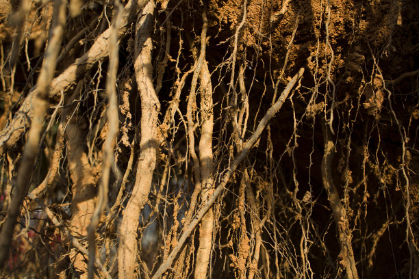 被夕阳照射的大型植物根系图片下载
