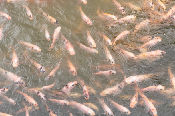 河里有橙白石榴鱼图片下载