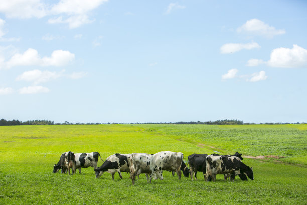 农业草地景观中的一群奶牛。图片下载