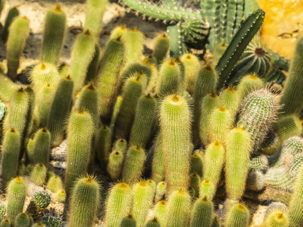 仙人掌的植物图片下载