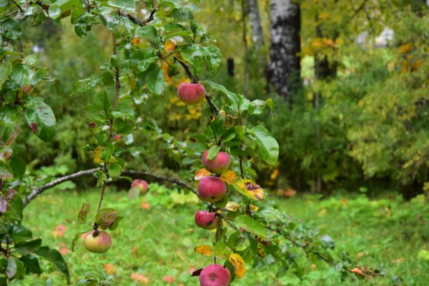 秋天的一天，苹果园里的一棵苹果树的树枝图片下载