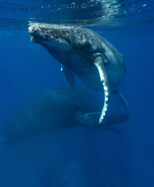 一个奇怪的小腿图片下载