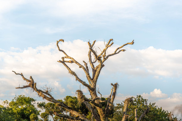 巴西南部的乡村景观图片下载