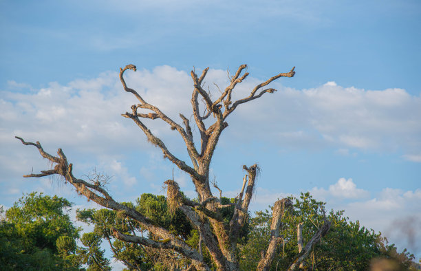巴西南部的乡村景观图片下载
