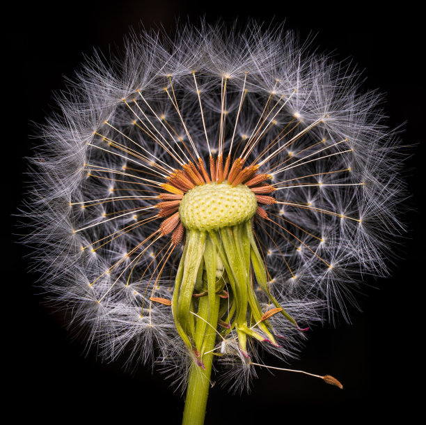 抽象的美图片下载